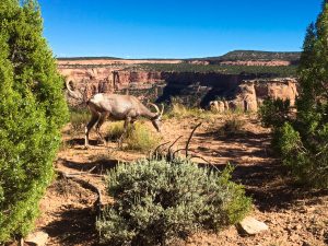 Read more about the article Colorado National Monument – Hiking