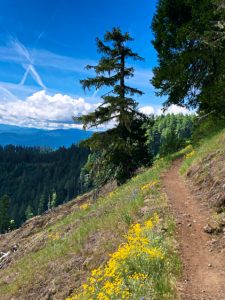 Read more about the article Alpine Trails – Oakridge, OR