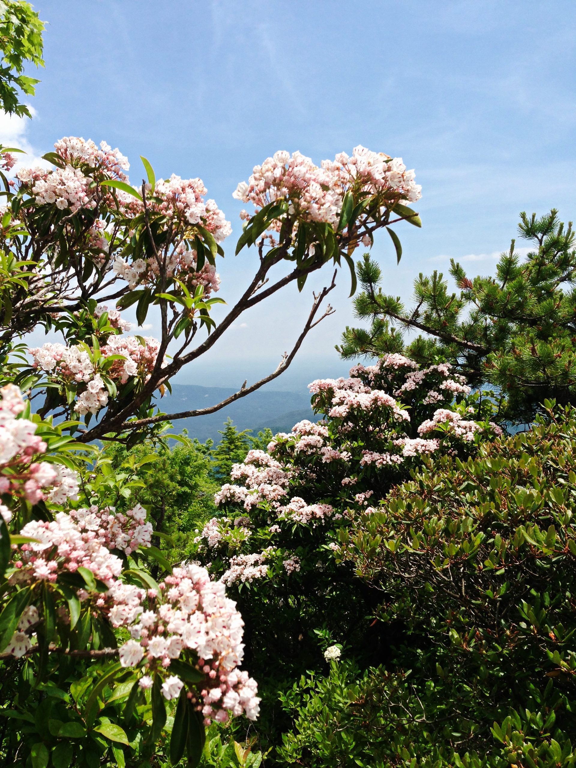 Hiking the Hawksbill Mountain Trail - Grey Otter OUTventures®