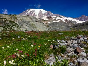 Read more about the article Skyline Trail Loop & Paradise Glacier