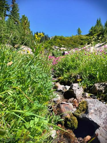 Cispus Pass Loop in the Goat Rocks Wilderness