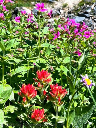 Cispus Pass Loop in the Goat Rocks Wilderness
