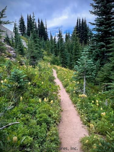 Cispus Pass Loop in the Goat Rocks Wilderness