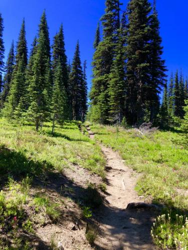 Hiking Killen Creek Trail to High Camp, Mount Adams